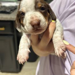 Chase - Piebald male Dachshund puppy in Tomball, Texas from Gutierrez House of Doxies