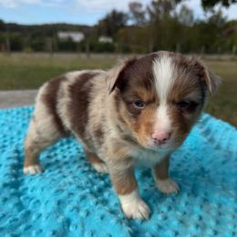 Red merle - Red merle female Miniature Australian Shepherd puppy in Graham, North Carolina from Thompson Farm Mini Aussies