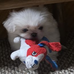 Pekingese puppies from Posh Pekingese