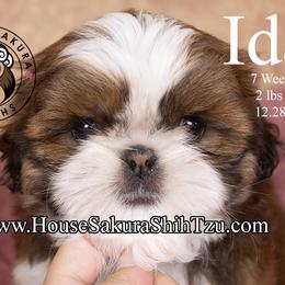 Ida - Black gold and white female Shih Tzu puppy in Muskogee, Oklahoma from House Sakura Shih Tzu