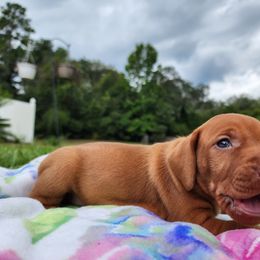 Vizsla Puppies from Countryside Vizslas