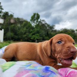 Vizsla Puppies from Countryside Vizslas