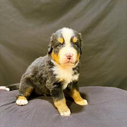 Big X - Black rust and white male Bernese Mountain Dog puppy in Alabama from Dogwood Creek Bernese