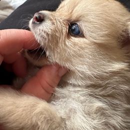 Pomeranian Puppies from Patricia's Pomeranians