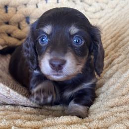 Bella - Chocolate and tan female Dachshund puppy in Bentonville, Arkansas from T & D Dachshunds by design