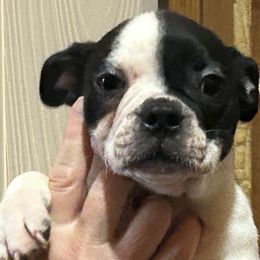 Puppy 2 - Black and white male Boston Terrier puppy in Covington, Georgia from Tuxedo Bostons and French Bulldogs