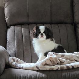 Japanese Chin puppies from Musashi Japanese Chin