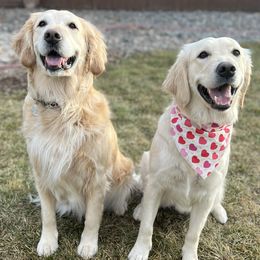 Golden Retrievers from Dances with Goldens