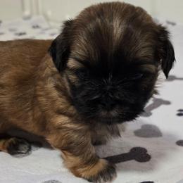 Marco - Brindle male Shih Tzu puppy in Filer, Idaho from Shih Tzu Kennels