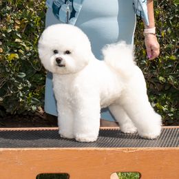 Garret - Bichon Frise