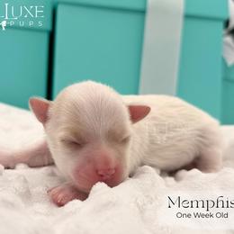 Boy 2 - male Morkie puppy in Scottsdale, Arizona from Lil Luxe Pups