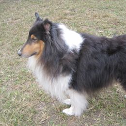 Dennisevich - Collie