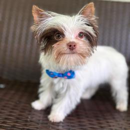 Lucky - Parti male Yorkshire Terrier puppy in Florence, Alabama from Yorkies of Forest Creek