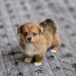 Boy 2 - Sable merle and white male American Corgi puppy in Tallahassee, Florida from Koko's Korgis