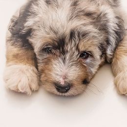 Bernedoodle and Aussiedoodle Puppies from Lillybee