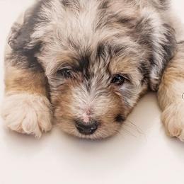 Bernedoodle and Aussiedoodle Puppies from Lillybee