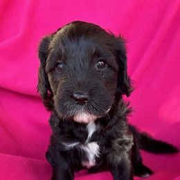 Goldendoodle Puppies from Goodyear golden doodles