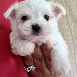 Maltese Puppies from California AKC Maltese & Yorkies