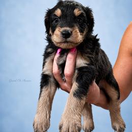 Walker - Black phantom male Aussiedoodle puppy in Weatherford, Texas from Grand Ole Aussies