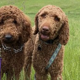 Goldendoodles, Labradoodles, Labrador Retrievers, and Poodles from Katie K9