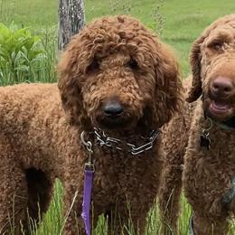 Goldendoodles, Labradoodles, Labrador Retrievers, and Poodles from Katie K9