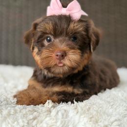Gracie - Chocolate and tan female Yorkshire Terrier puppy in Liberty, Texas from Tiny Yorkshire pups
