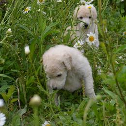 Poodle Puppies from D and D Standard Poodles