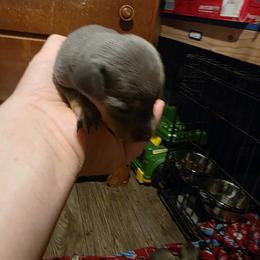 Boy 1 - male Miniature Pinscher puppy in Middle Point, Ohio from Knisely's Min Pins-AKC