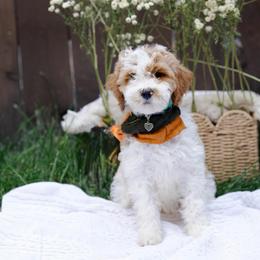 Burgundy collar girl - Parti female Goldendoodle puppy in Spokane, Washington from Beloved_doodles_WA