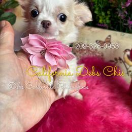 SHERRY  4000 - Cream and white female Chihuahua puppy in Manteca, California from Deb's Chihuahuas California