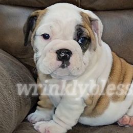 Bernadette - Bulldog puppy from Wrinkly Blessings English Bulldogs