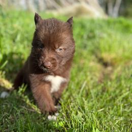 Rain - Red and white female Siberian Husky puppy in London, Ohio from Rose Trail Siberian’s