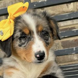 Aussiedoodles from Simply Blessed Doodles