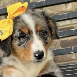 Aussiedoodles from Simply Blessed Doodles