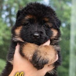 Apollo - Black and red male German Shepherd puppy in Canton, Texas from WILDWOOD GERMAN SHEPHERDS