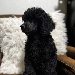 Poodle Puppies from Stardust Standard Poodles