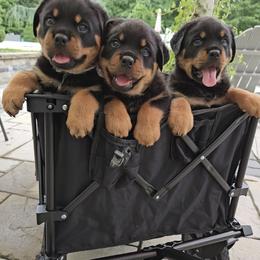 Rottweilers from Von Bender Rottweilers