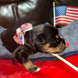Yogi - Black male Miniature Schnauzer puppy in Port Orchard, Washington from Silver Bells Miniature Schnauzers