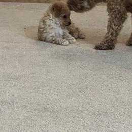 Poodle Puppies from ItalianToyPoodles