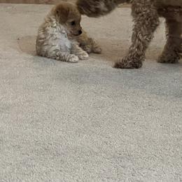 Poodle Puppies from ItalianToyPoodles
