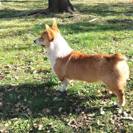 Nick - Pembroke Welsh Corgi