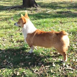 Nick - Pembroke Welsh Corgi