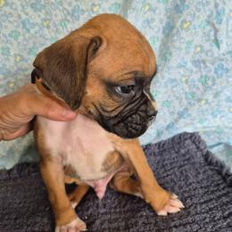 Stewie - Fawn male Boxer puppy in Pine River, Wisconsin from Jenks Boxers