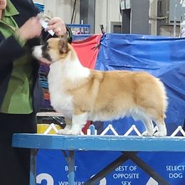 Carol - Pembroke Welsh Corgi