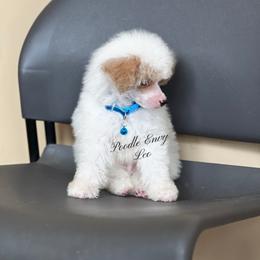 Leo - Parti male Poodle puppy in Ferriday, Louisiana from Denikka C