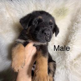 4th pick male - Black and tan male German Shepherd puppy in Hollis Center, Maine from Noble German Shepherds of Maine