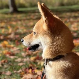 Shiba Inu from Belle City Shibas