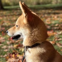 Shiba Inu from Belle City Shibas