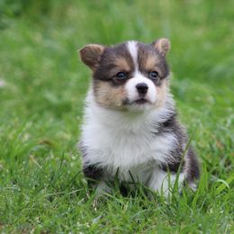 Cardigan Welsh Corgi and Pembroke Welsh Corgi Puppies from QueenE Corgi Farm