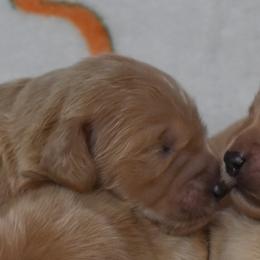 Female 2 of 4 - Cream female Goldendoodle puppy in Macedon, New York from Toodles Goldendoodles